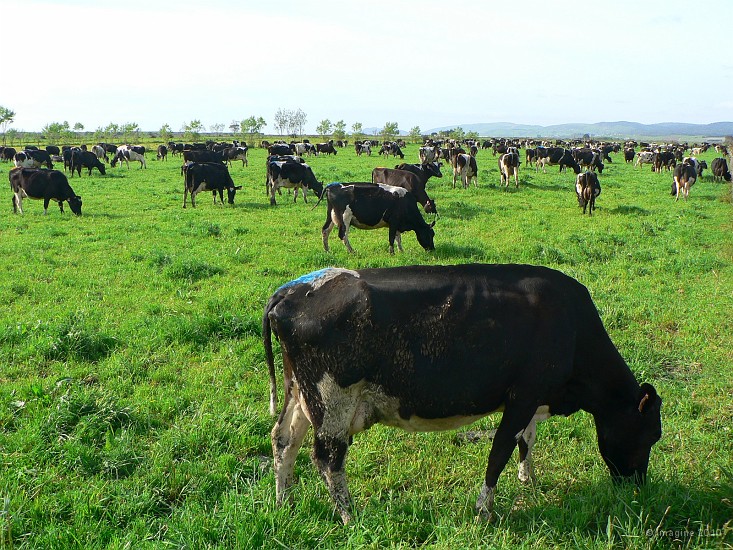 18.4- Encore des vaches.JPG